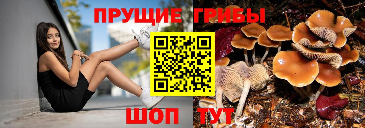 Галлюциногенные грибы Psilocybine cubensis Донецк